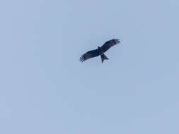 Image of Black Kite