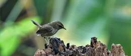 Image of Brown-flanked Bush Warbler