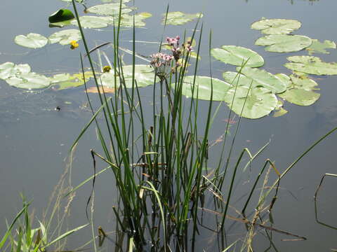 Image of flowering rush family