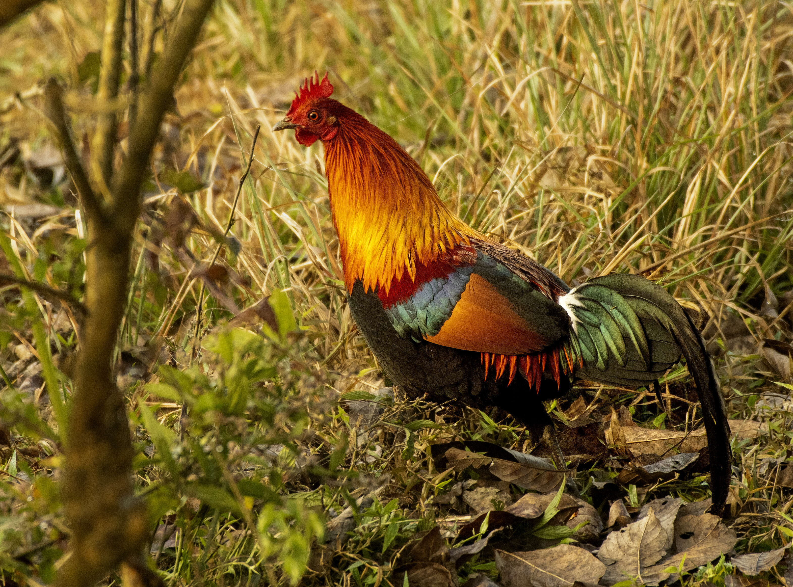 Image of Red Junglefowl