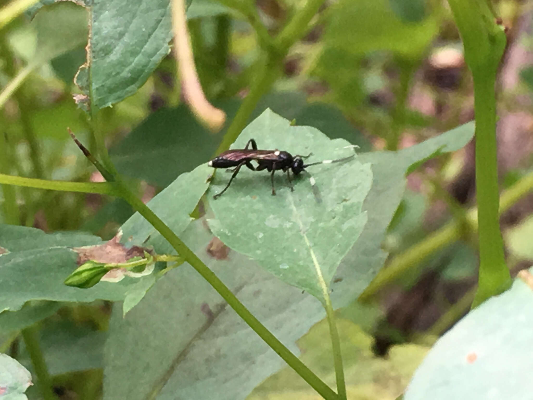 Image of Vulgichneumon brevicinctor (Say 1825)