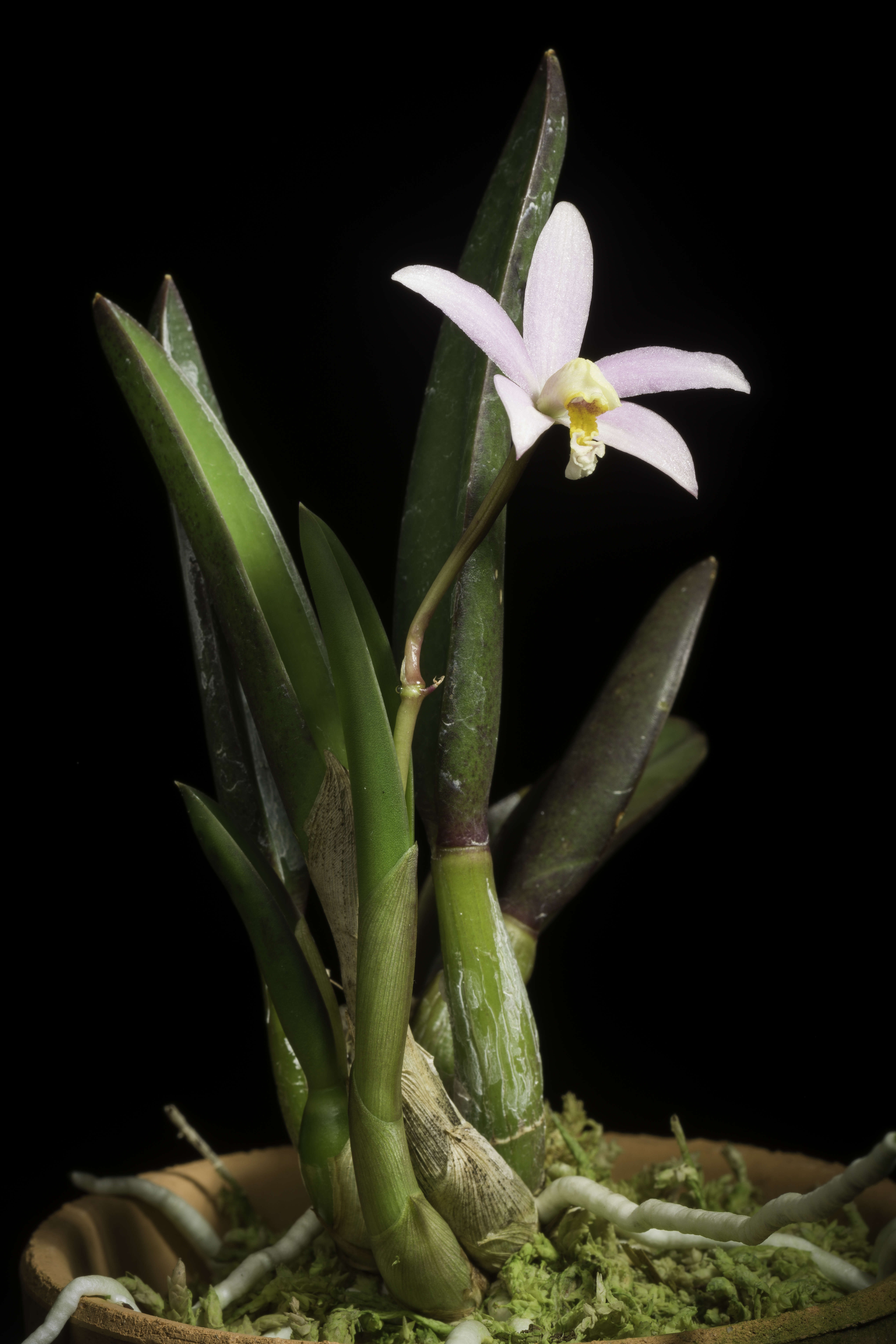 Image of Cattleya reginae (Pabst) Van den Berg