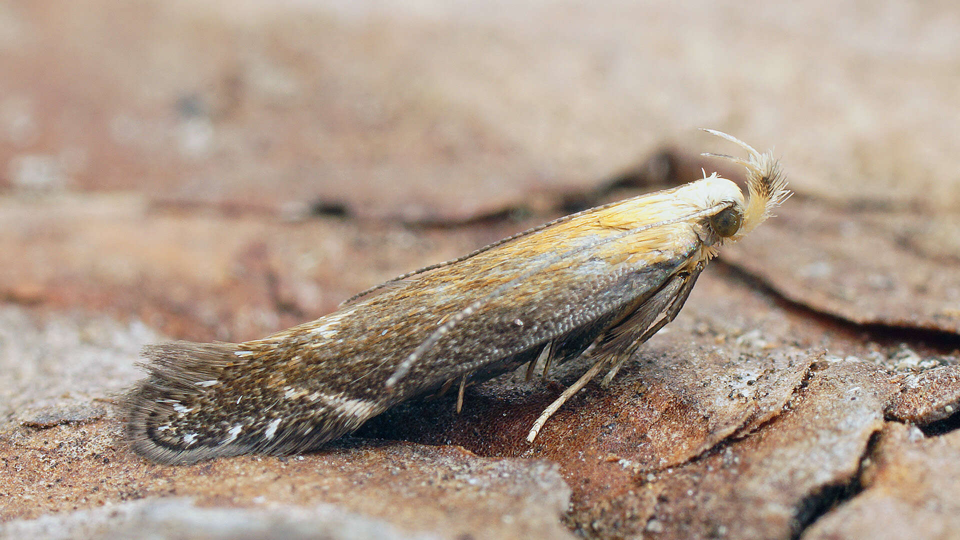 Image of bracken neb