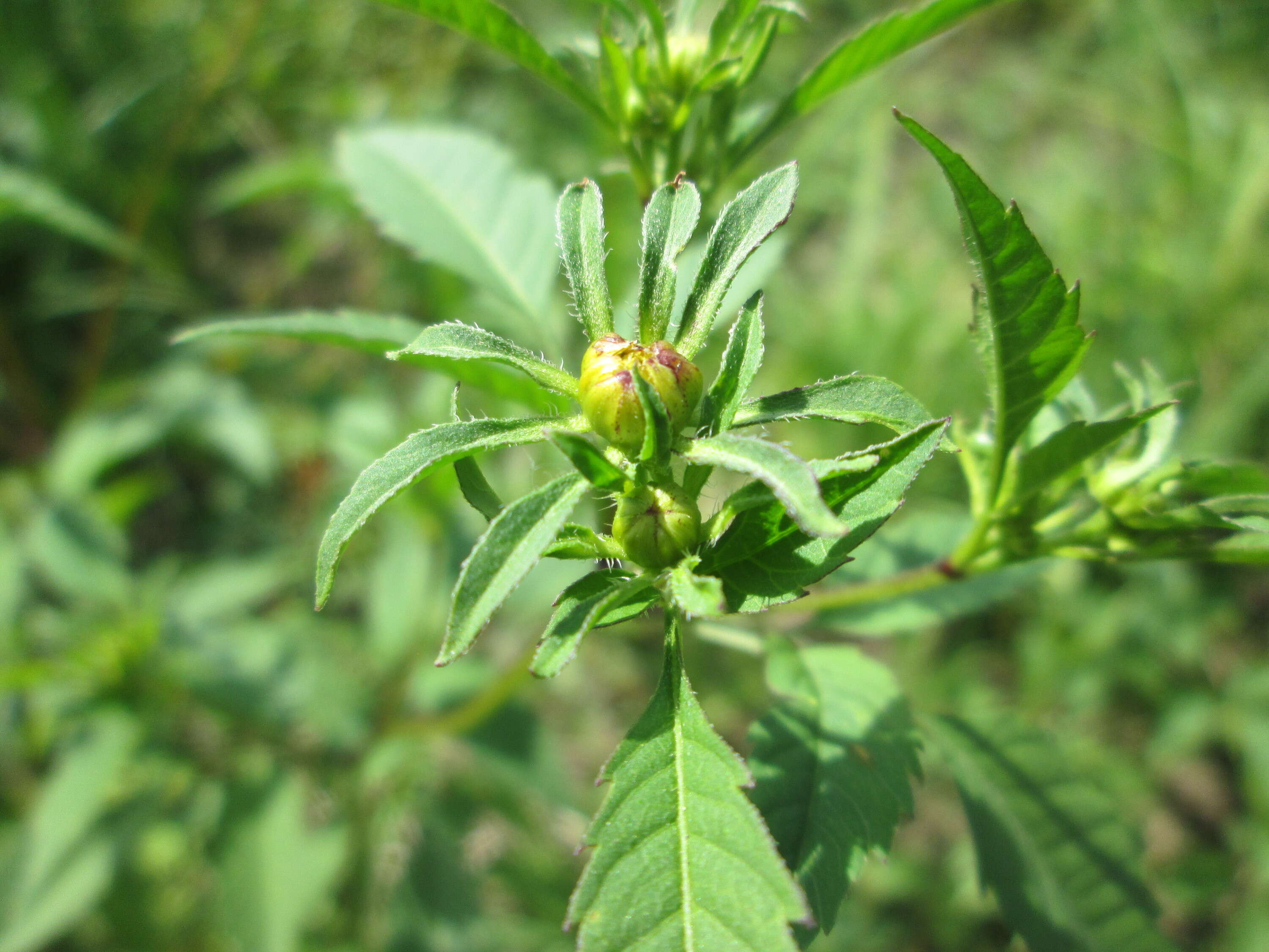 صورة Bidens frondosa L.