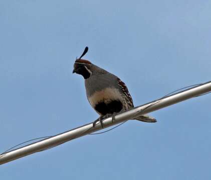 Image of Gambel's Quail