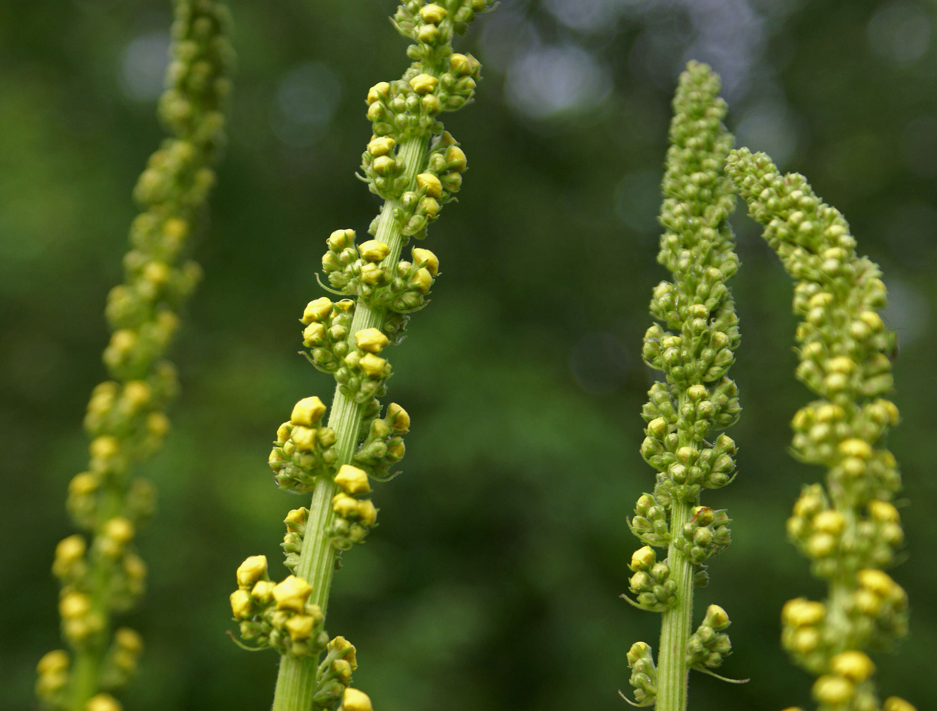 Verbascum nigrum L. resmi