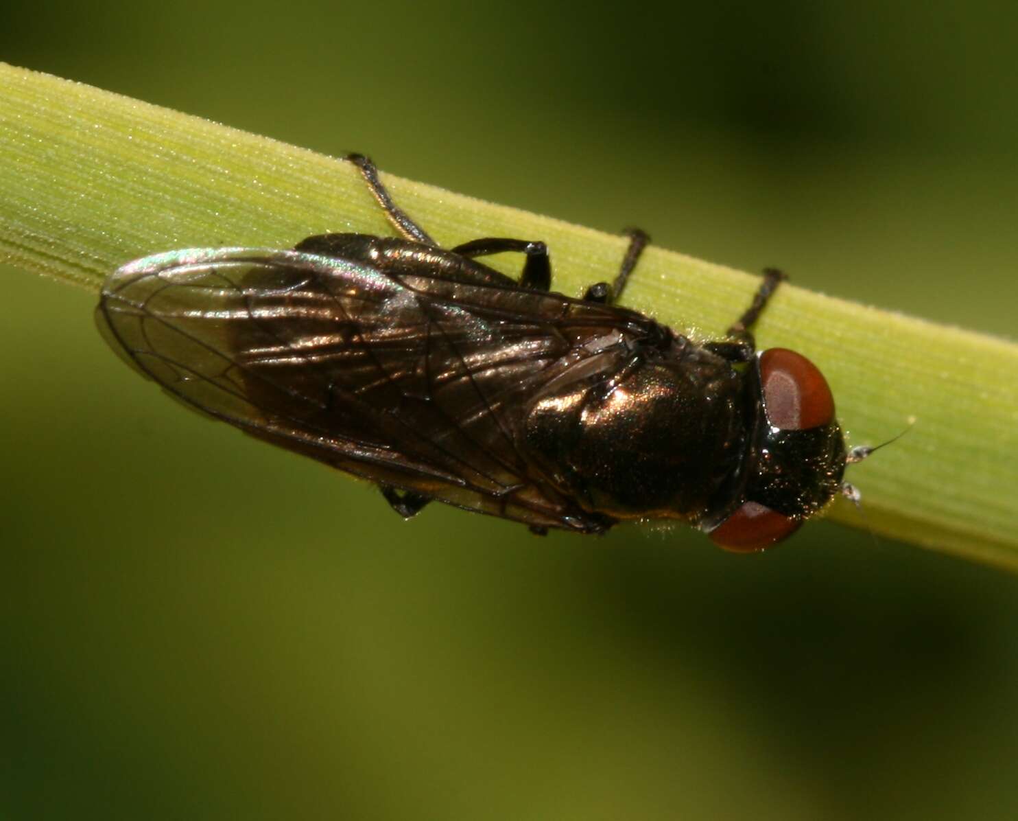Sivun Melanogaster kuva