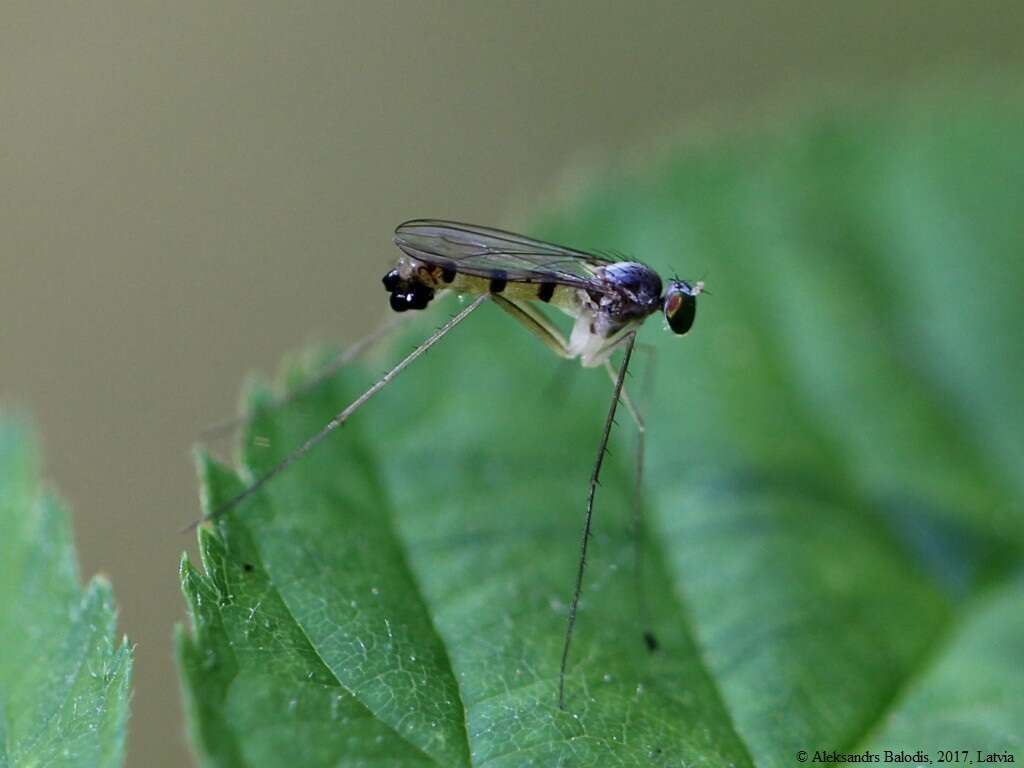 Imagem de Neurigona quadrifasciata (Fabricius 1781)