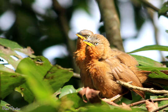 Image of Rufous Babbler