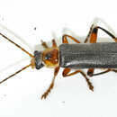 Imagem de Cantharis nigricans