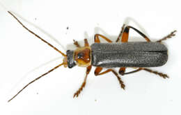 Imagem de Cantharis nigricans