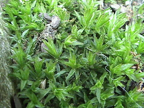 Image of undulate atrichum moss