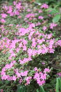 Image of Rhododendron kiusianum Makino