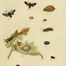 صورة Ordishia rutilus Stoll 1782