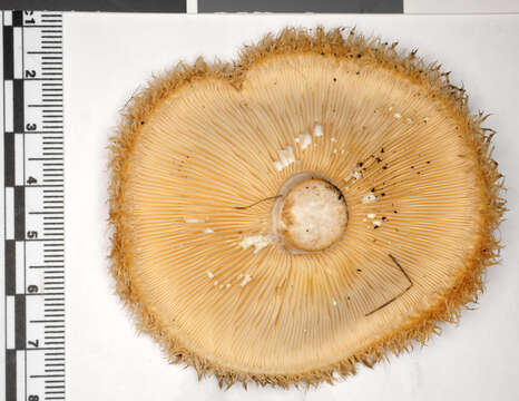 Image of Lactarius mairei Malençon 1939