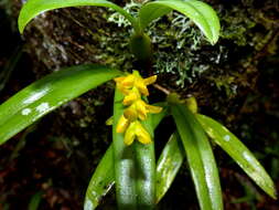 Image de Bulbophyllum auriflorum H. Perrier