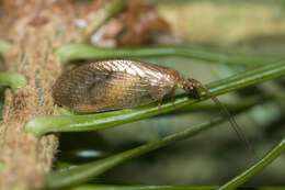 Image of Hemerobius stigma Stephens 1836