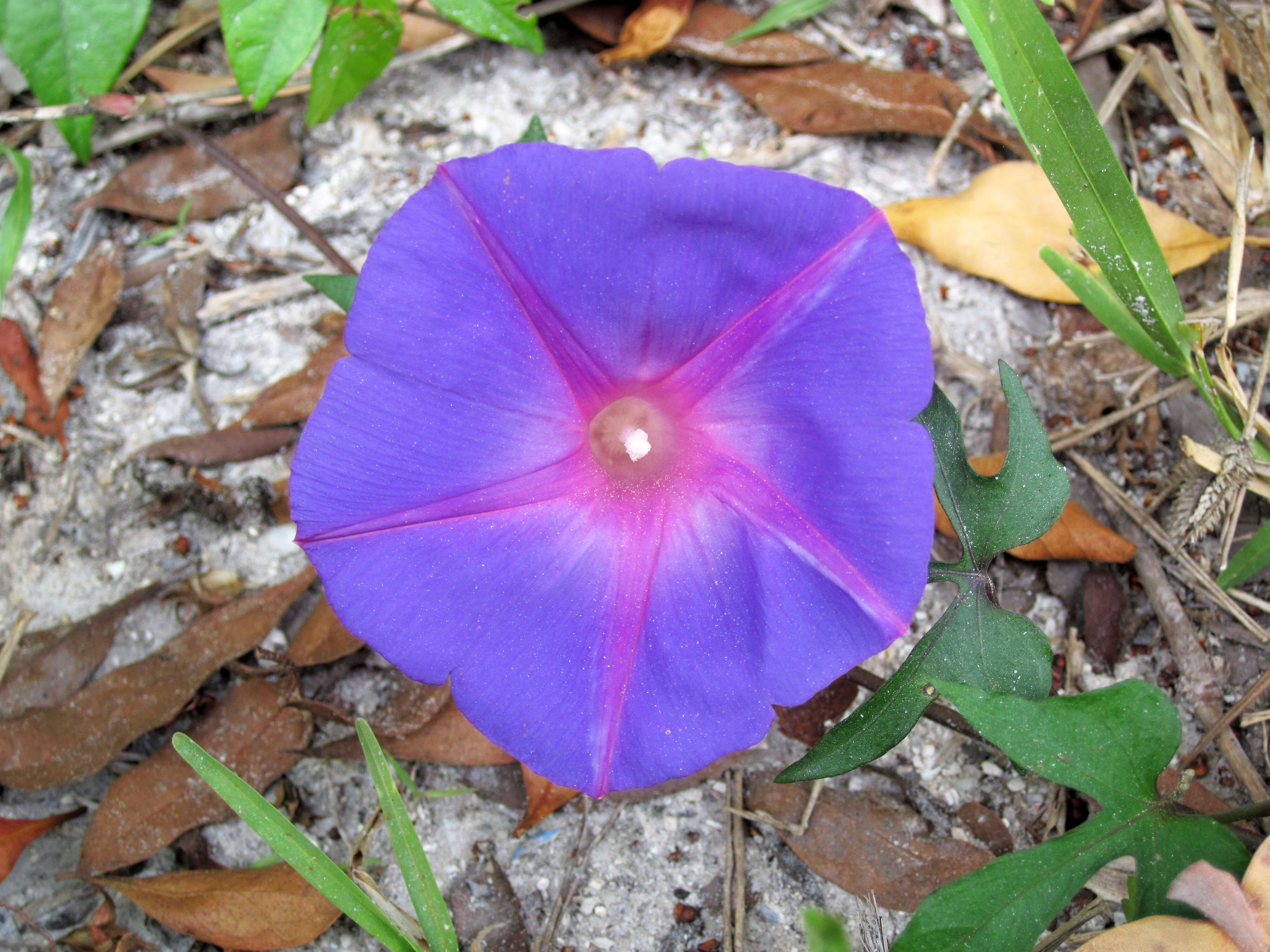 Image of Ivyleaf morning-glory