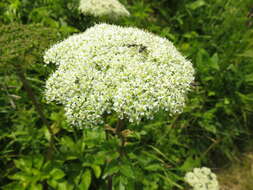 Image of seacoast angelica