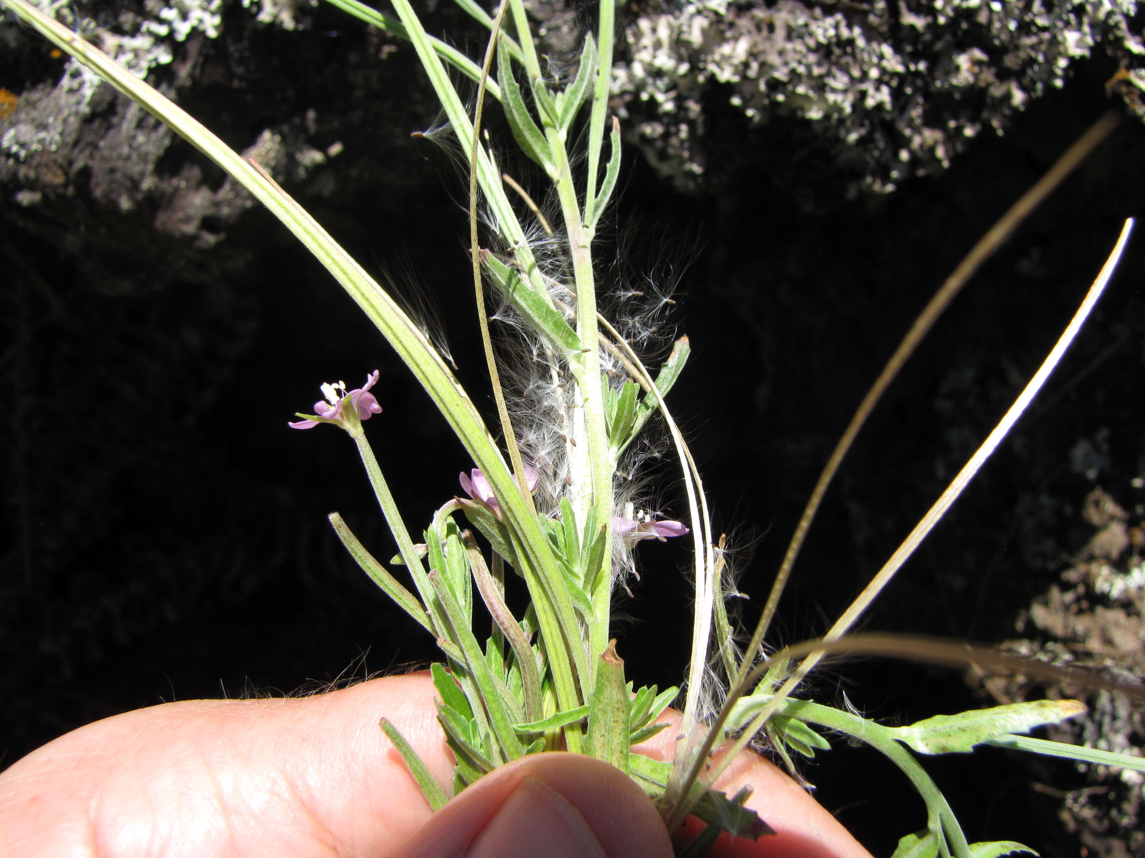 Image of aboriginal willowherb