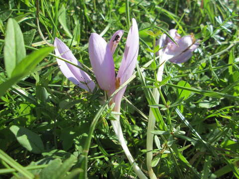 Image of Autumn crocus