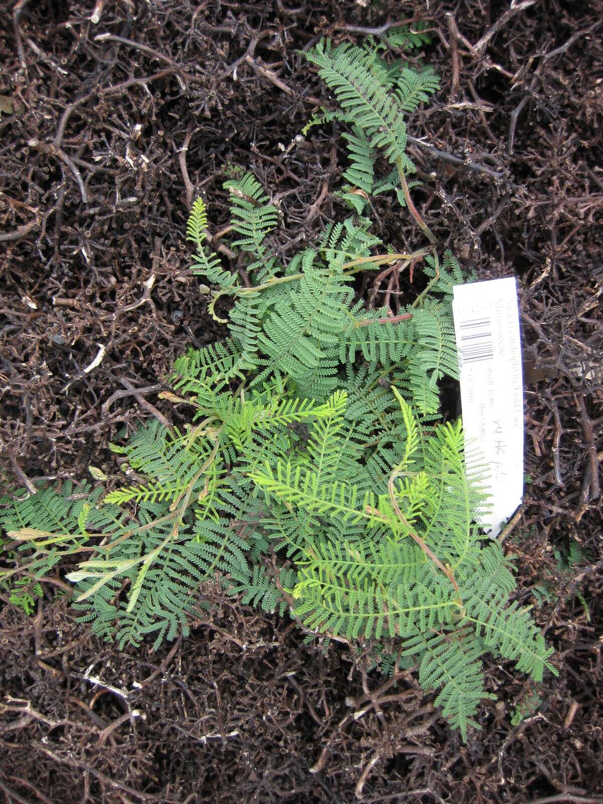 Sivun Acacia cardiophylla A. Cunn. ex Benth. kuva