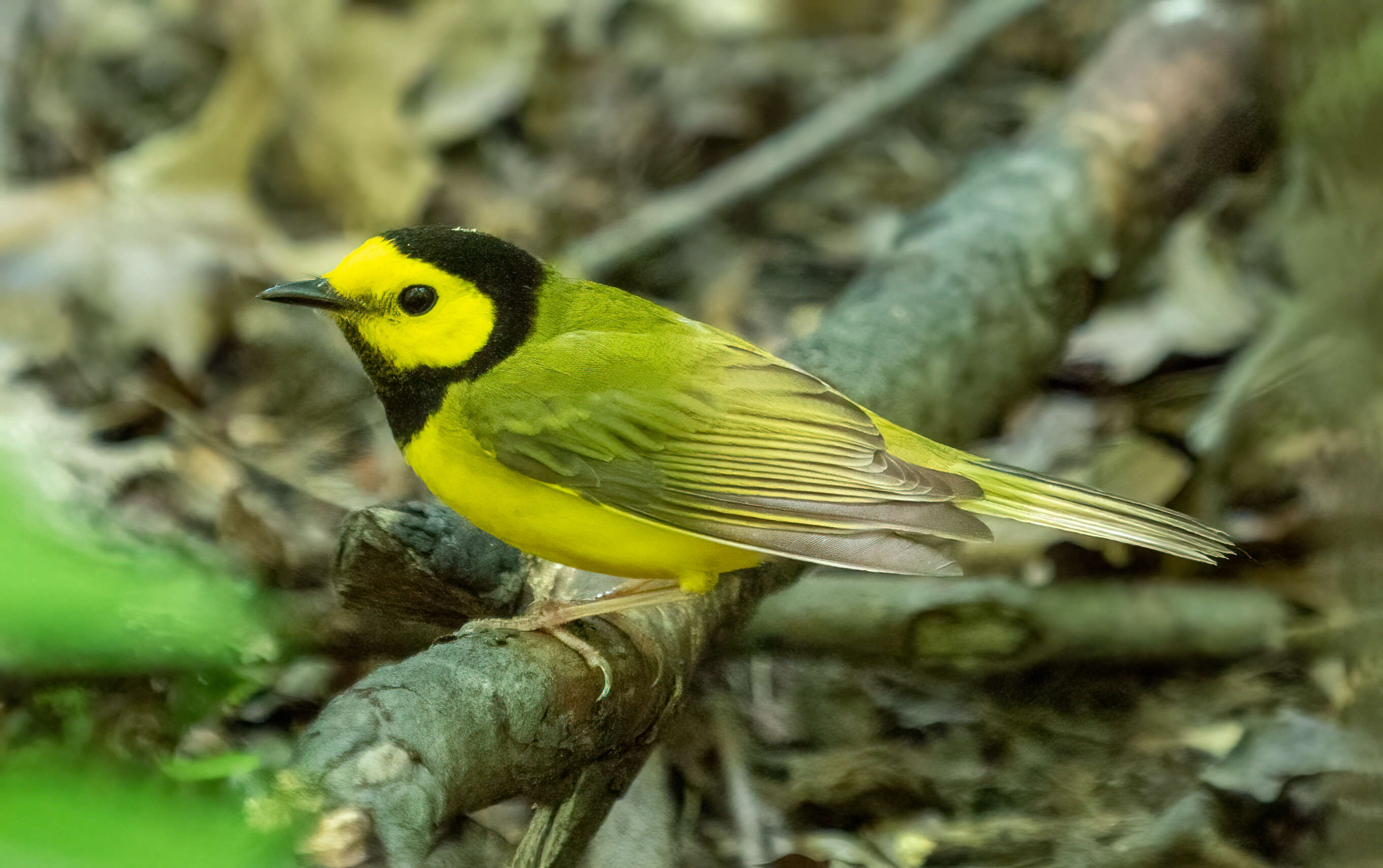 Image of Hooded Warbler