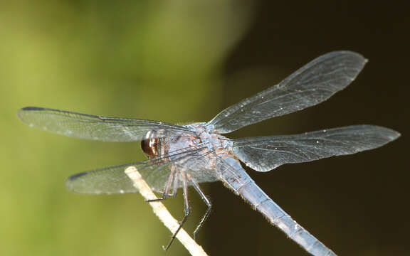 Libellula incesta Hagen 1861 resmi