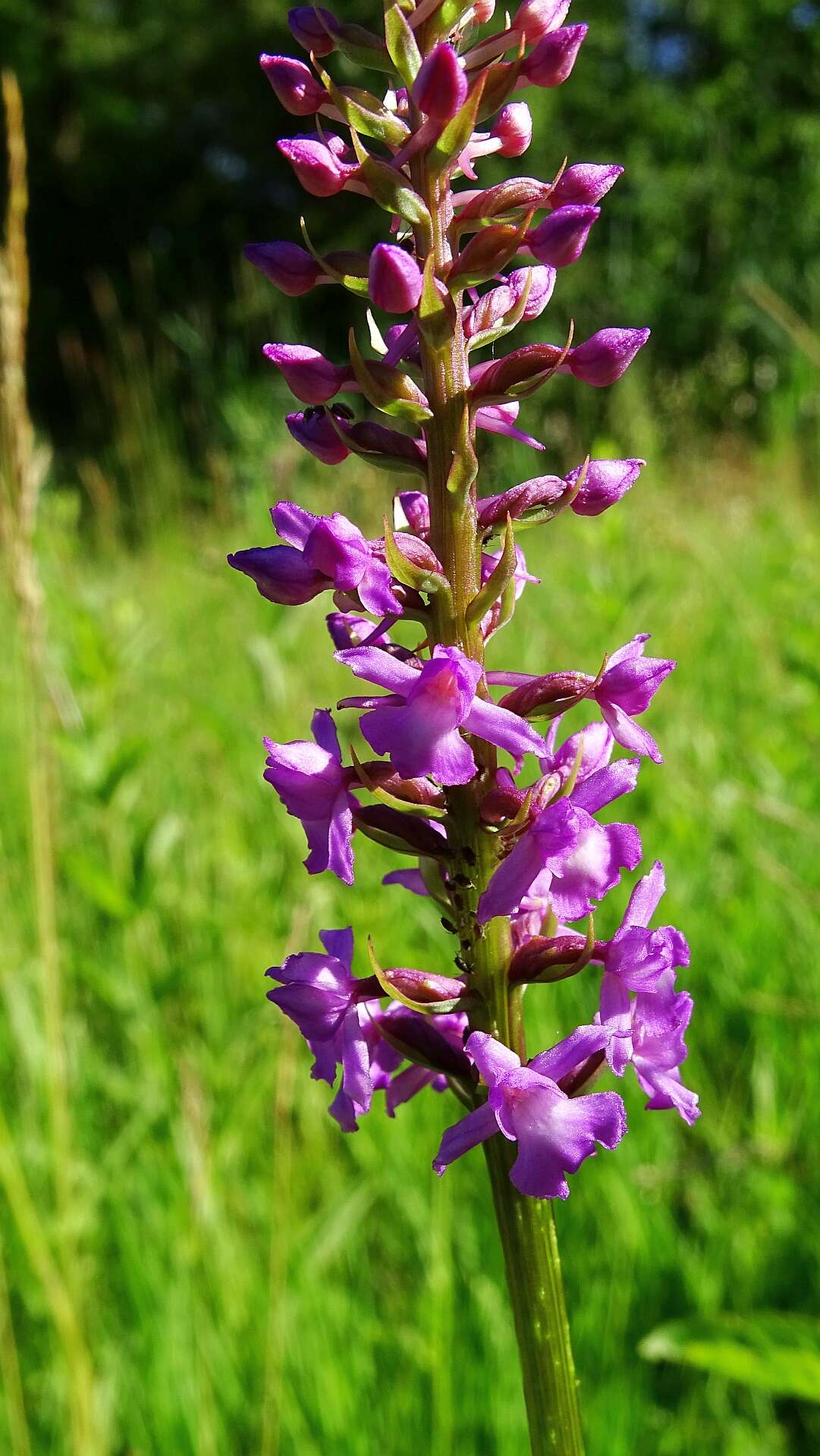 Image of fragrant orchid