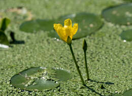 Image of yellow floatingheart