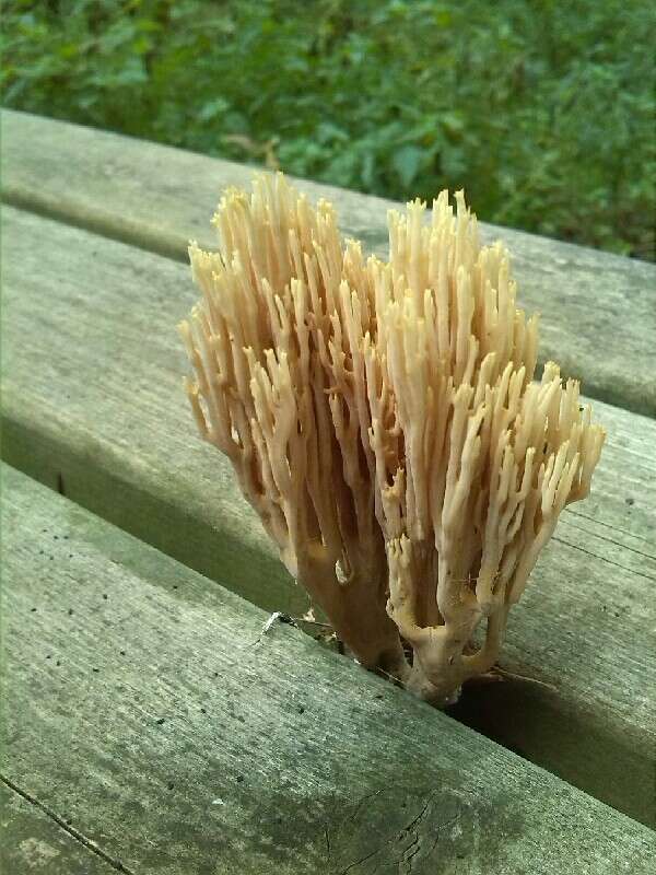 Image de Ramaria stricta (Pers.) Quél. 1888