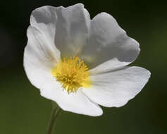 Image of salvia cistus