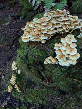 Image of Hypholoma fasciculare (Huds.) P. Kumm. 1871