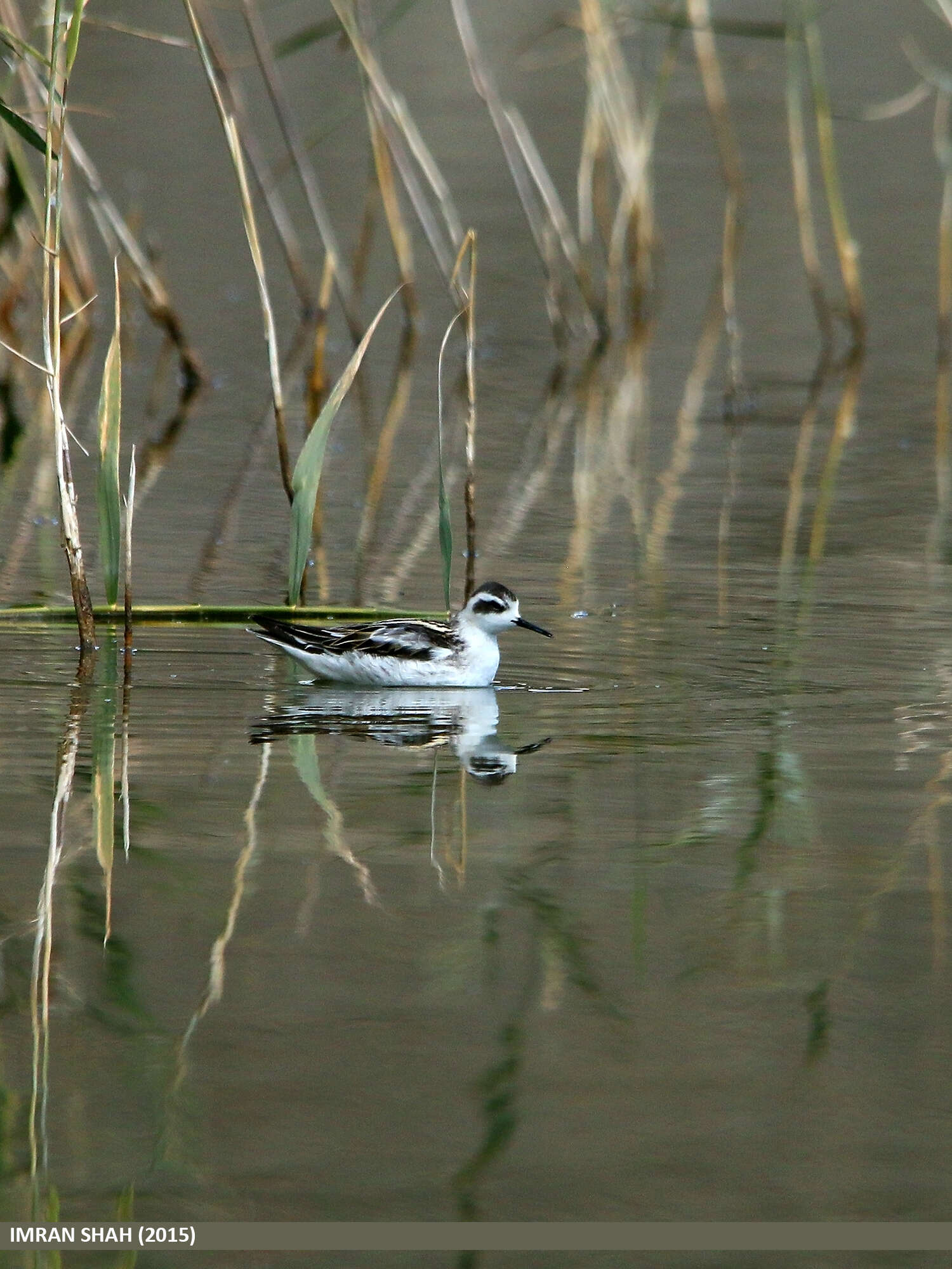 Imagem de Phalaropus lobatus (Linnaeus 1758)