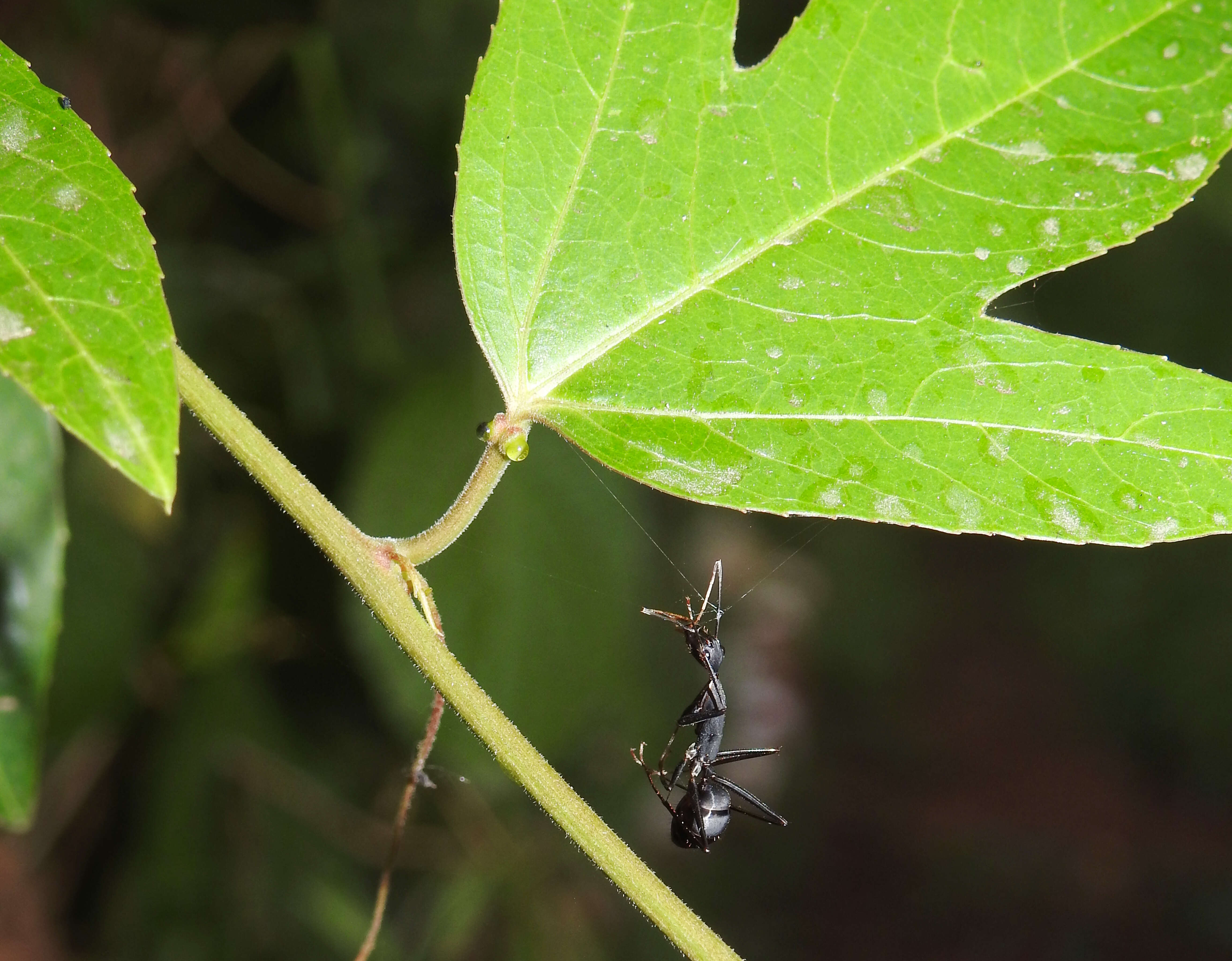 Image of Maypop