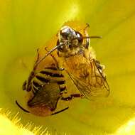 Image of Pruinose Squash Bee