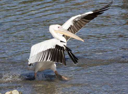 Image of Great White Pelican