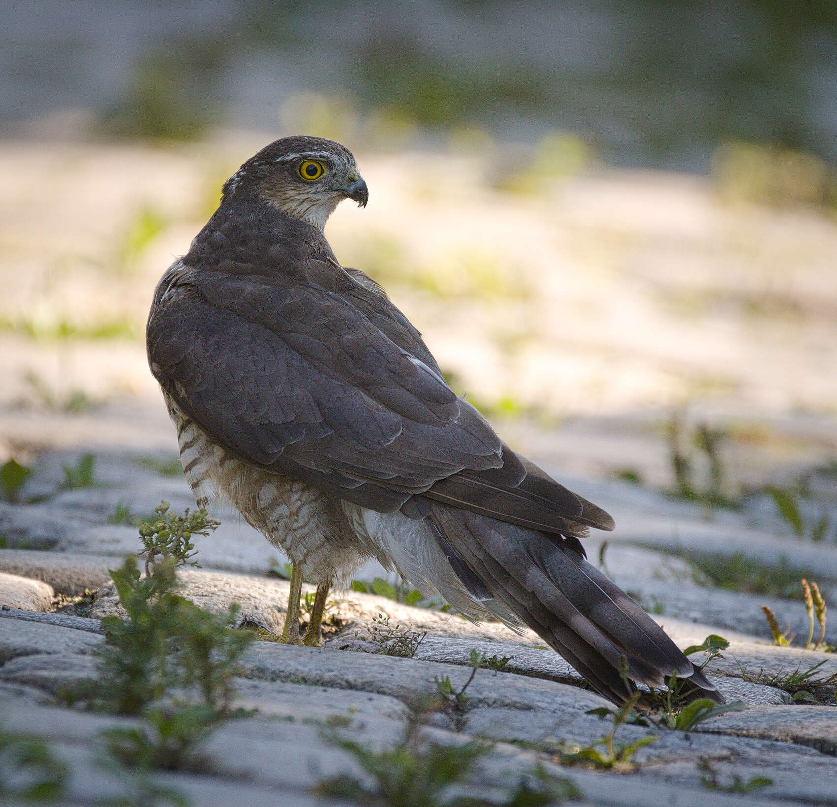 Image of Eurasian Sparrowhawk