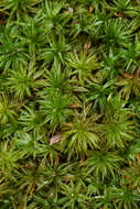 Image of atrichum moss