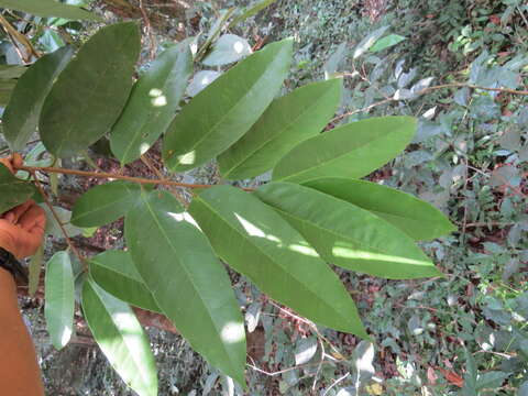 Image of Gymnacranthera canarica (Bedd. ex King) Warb.