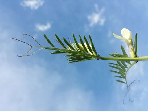 Image of smooth yellow vetch