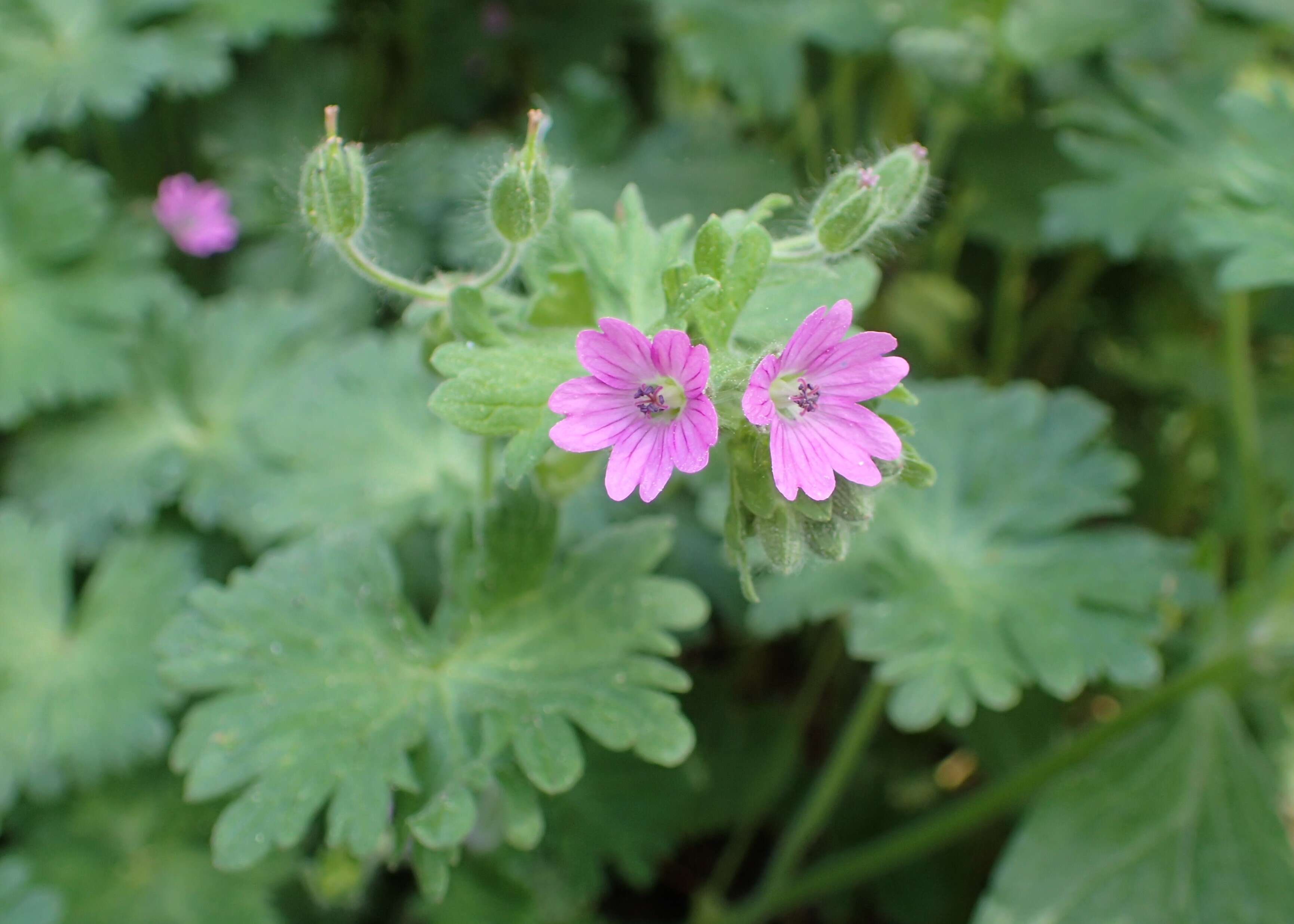 Imagem de Geranium molle L.