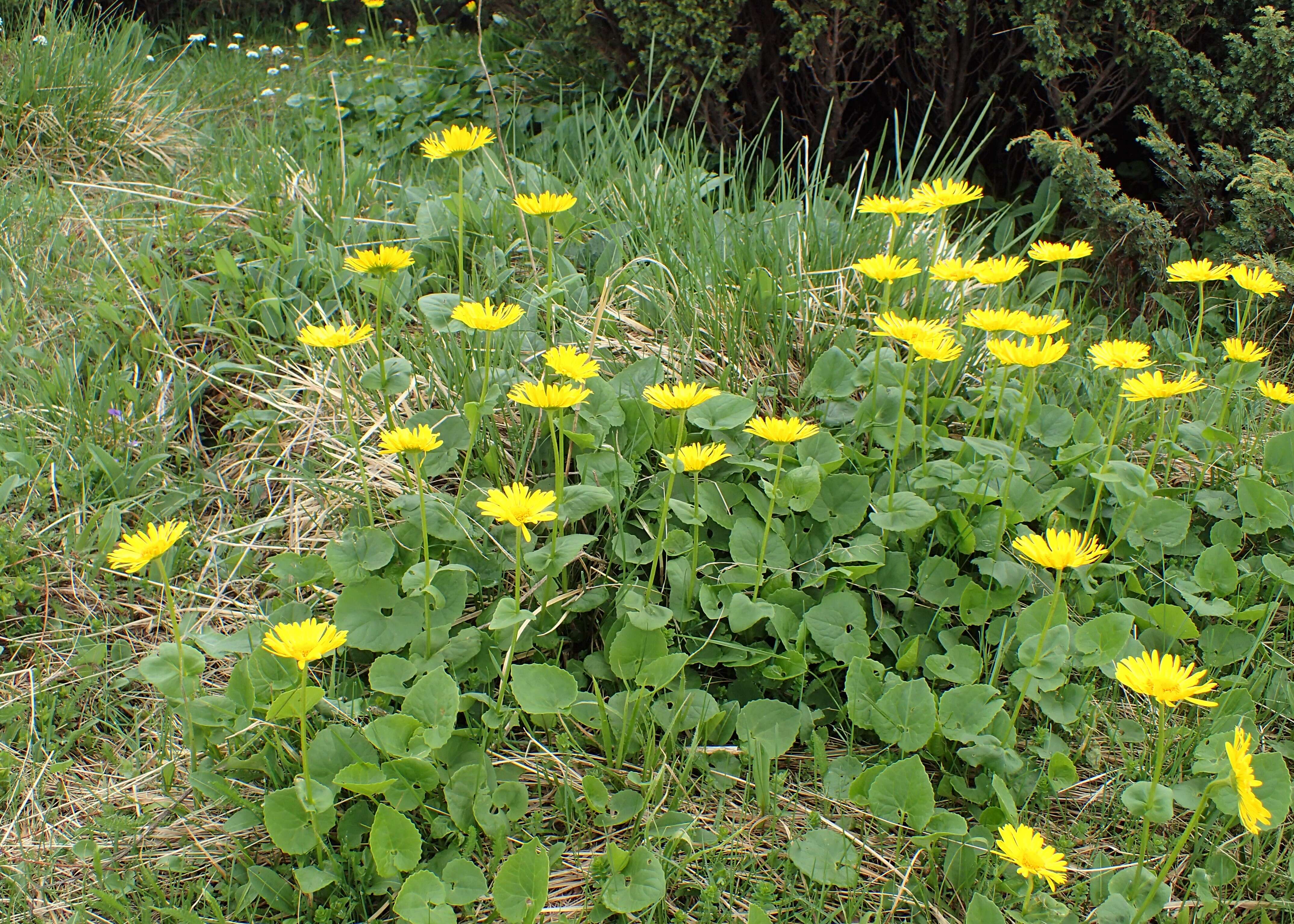 Imagem de Doronicum orientale Hoffm.