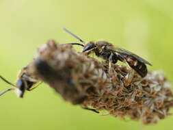 Plancia ëd Lasioglossum calceatum (Scopoli 1763)