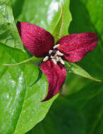 Image of red trillium