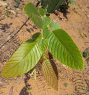 Image de Phyllodium pulchellum (L.) Desv.