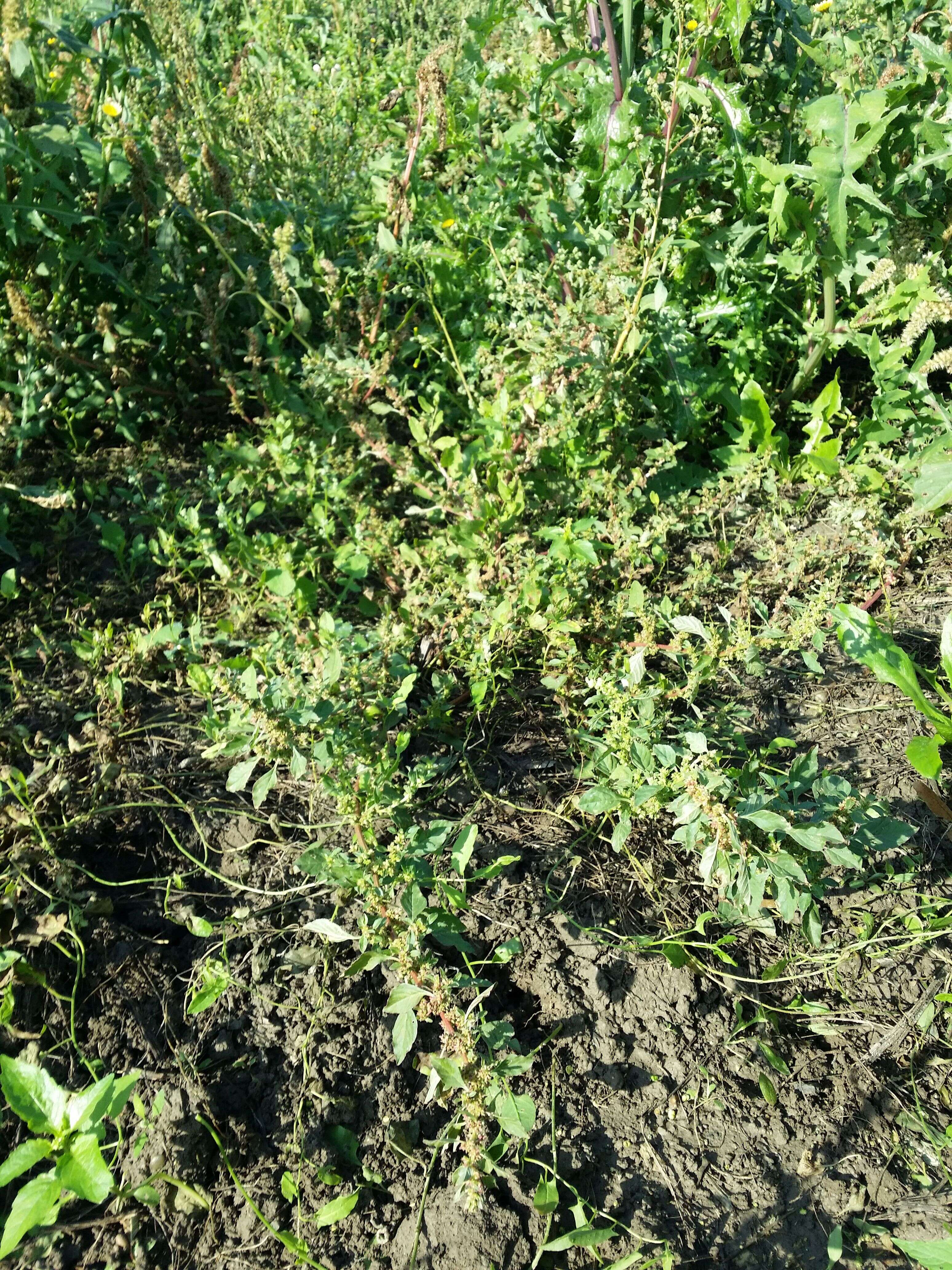 Image of Mediterranean Amaranth