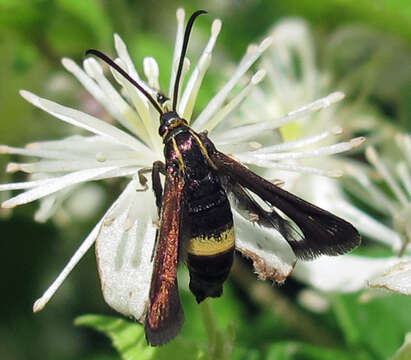 Image of The Boneset Borer