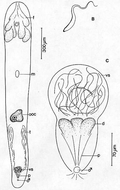 Sivun Actinoposthiidae kuva