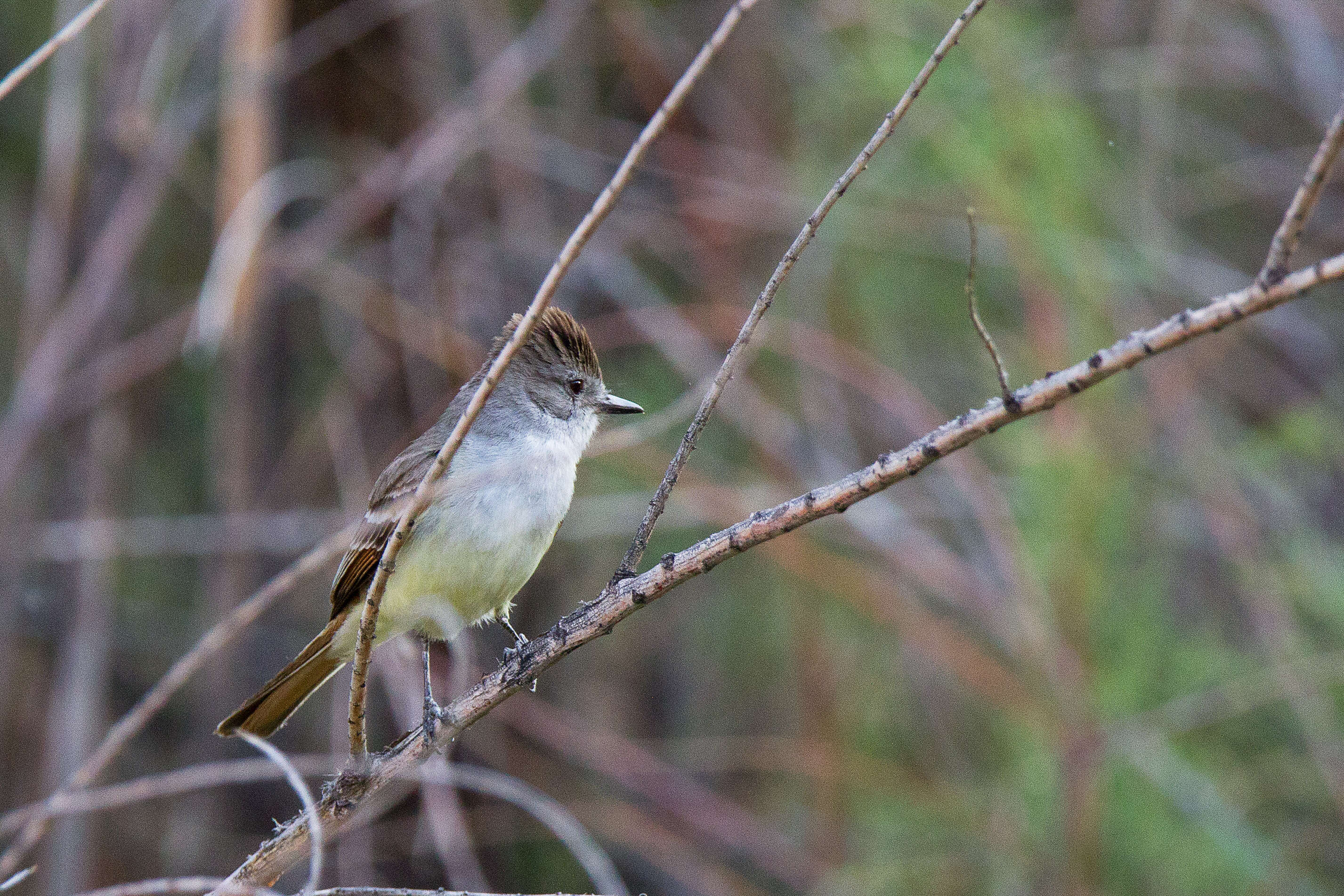 Image of Ash-throated Flycatcher